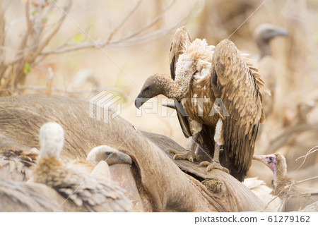 Cape vulture in Kruger National park, South Africa 61279162