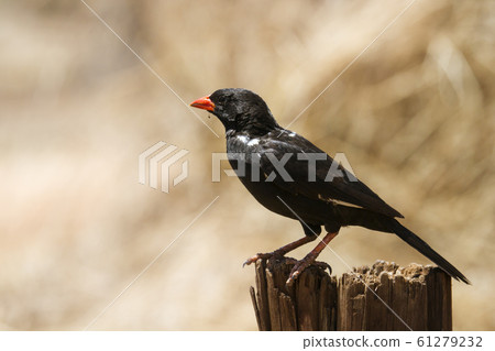 Red billed Buffalo Weaver in Kruger National park, Red billed Buffalo Weaver in Kruger National park, 61279232