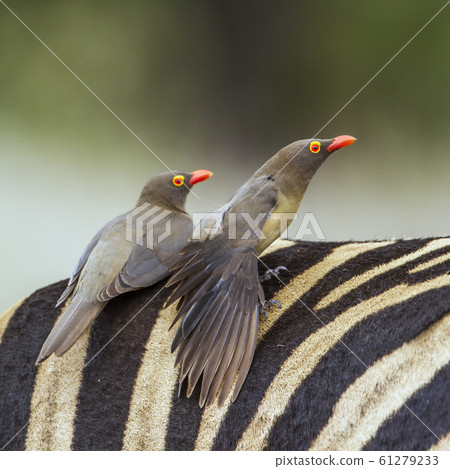 Red billed Buffalo Weaver in Kruger National park, 61279233