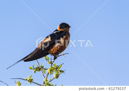 Rufous chested Swallow in Kruger National park, 61279237