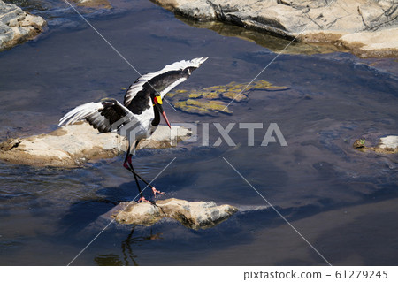 Saddle billed stork in Kruger National park, South 61279245