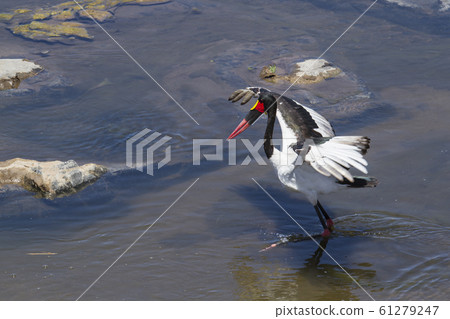 Saddle billed stork in Kruger National park, South Saddle billed stork in Kruger National park, South 61279247