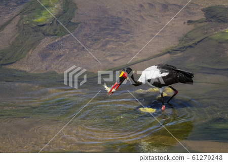 Saddle billed stork in Kruger National park, South 61279248