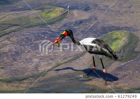 Saddle billed stork in Kruger National park, South Saddle billed stork in Kruger National park, South 61279249