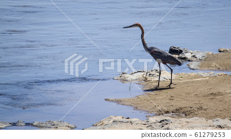 Goliath heron in Kruger National park, South 61279253