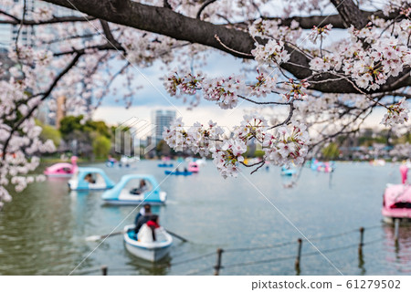 櫻花盛開背景素材 61279502
