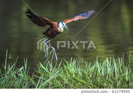 African jacana in Kruger National park, South 61279940