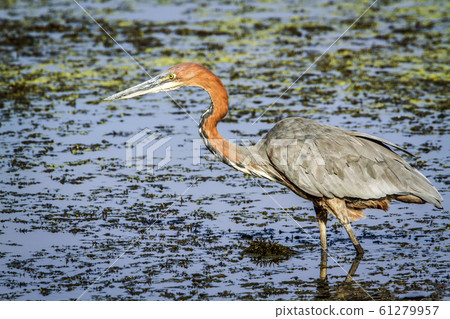 Goliath heron in Kruger National park, South Goliath heron in Kruger National park, South 61279957
