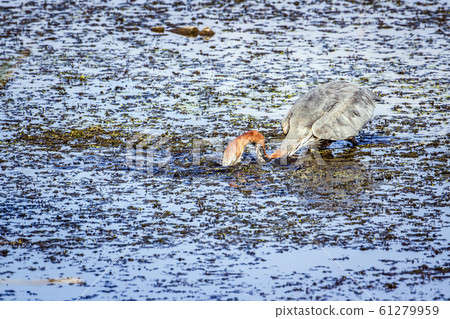 Goliath heron in Kruger National park, South 61279959