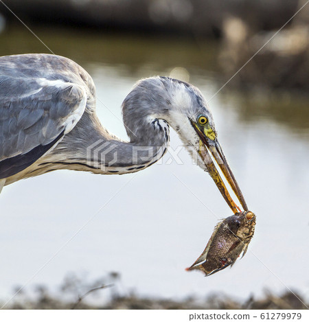 Grey heron in Kruger National park, South Africa Grey heron in Kruger National park, South Africa 61279979