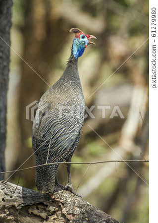 Helmeted guineafowl in Kruger National park, South Helmeted guineafowl in Kruger National park, South 61279980