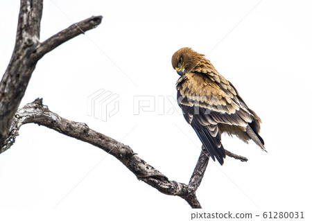 Wahlberg Eagle in Kruger National park, South 61280031