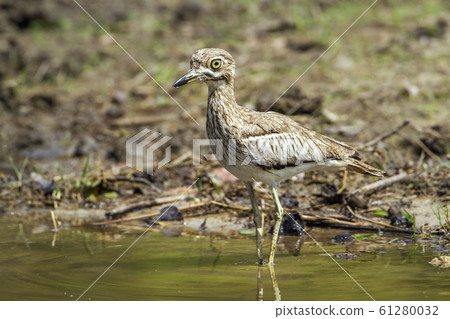 Water thick knee in Kruger National park, South 61280032