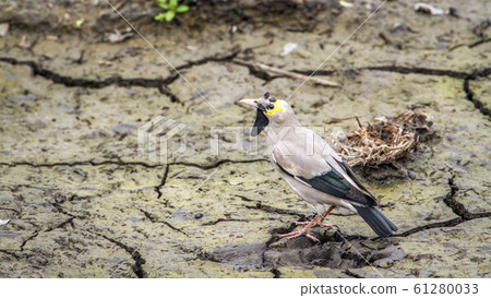 Wattled Starling in Kruger National park, South 61280033