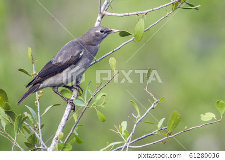 Wattled Starling in Kruger National park, South 61280036