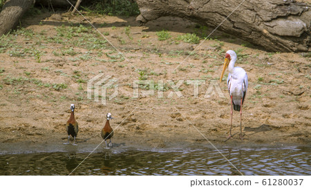 White faced Whistling Duck and Yellow Billed stork 61280037