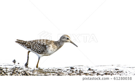 Wood Sandpiper in Kruger National park, South 61280038