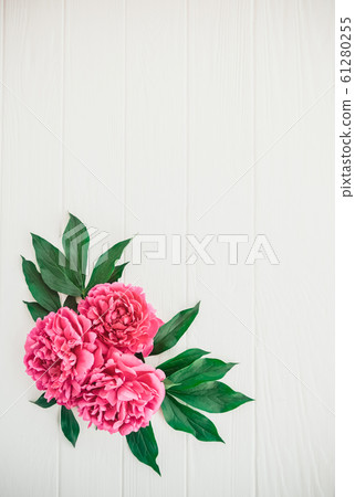 Festive pink peony flower composition on the white Festive pink peony flower composition on the white 61280255
