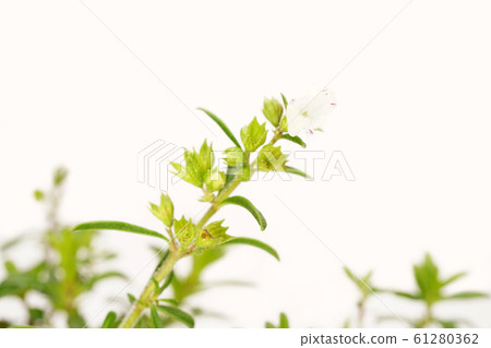 嚴重爬行 61280362