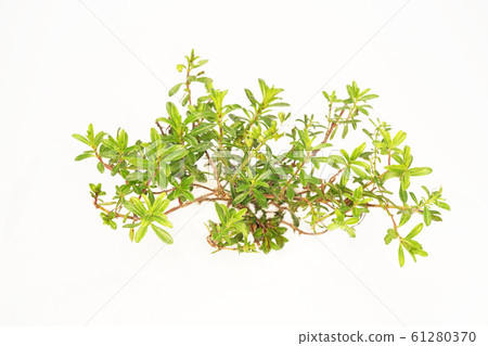 嚴重爬行 嚴重爬行 61280370
