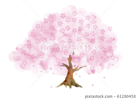 櫻桃樹 櫻桃樹 61280458