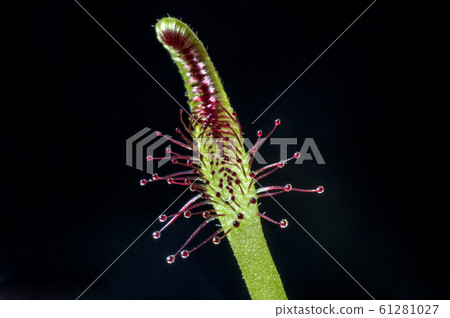 Drosera Capensis, carnivorous plant 61281027
