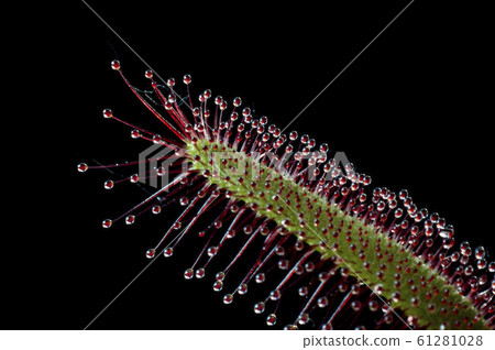 Drosera Capensis, carnivorous plant 61281028