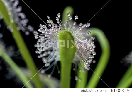 Drosera Capensis, carnivorous plant 61281029