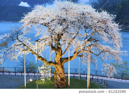 [Gifu Prefecture] Shogawa Sakura Light Up 61282090