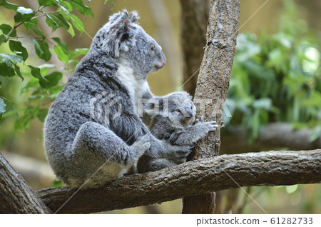 Koala mother and child 61282733