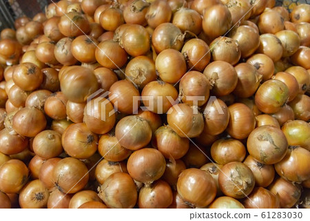 Image of fresh onion Image of fresh onion 61283030