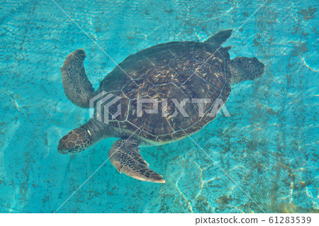 [海龜] 61283539