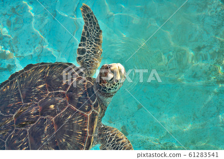 [海龜] 61283541
