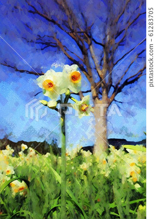 Kasai Rinkai Park. Narcissus flower garden (January) Edogawa-ku, Tokyo 61283705