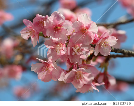 藍天和河津櫻花 藍天和河津櫻花 61283759