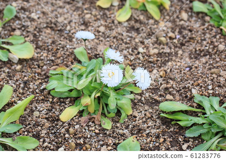 Daisy's flower 61283776