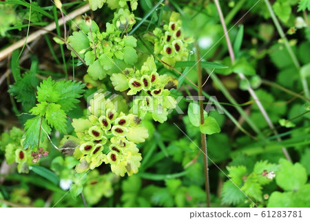 貓（貓眼草）水果（種子） 61283781