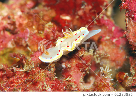 Nuushi Nuushi 61283885