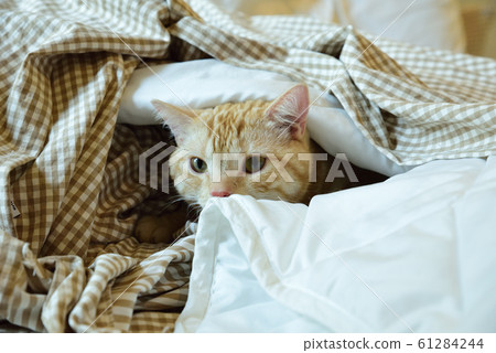 花貓 花貓 61284244