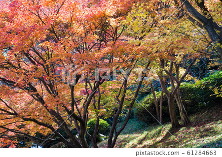 桑基恩楓1 61284663