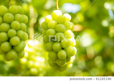 美味的馬斯喀特 美味的馬斯喀特 61285190