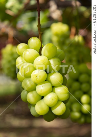 Delicious Shine Muscat 61285205
