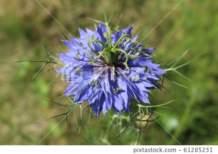 Nigella flower 61285231