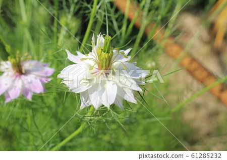 Nigella flower 61285232