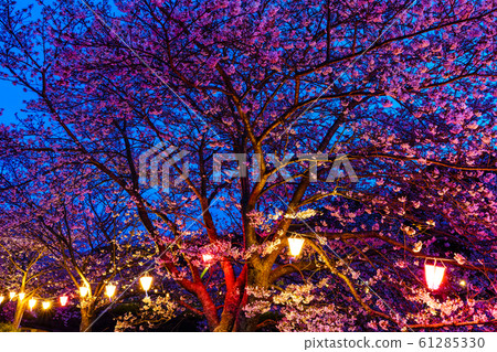 Cherry blossoms at Kinkai Tonegawa Evening scenery light up [Nagasaki City] 61285330