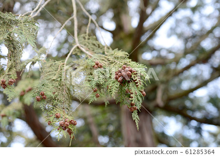 Hinoki noodles 61285364