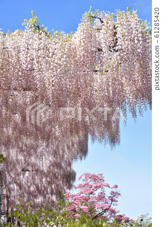 栃木縣足利花卉公園富士盛開 栃木縣足利花卉公園富士盛開 61285420