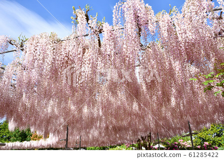 栃木縣足利花卉公園富士盛開 栃木縣足利花卉公園富士盛開 61285422