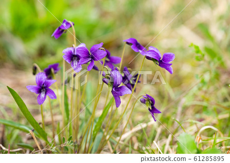 Sumire of the spring field Sumire of the spring field 61285895