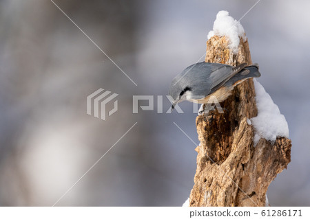 Goblin Goblin 61286171